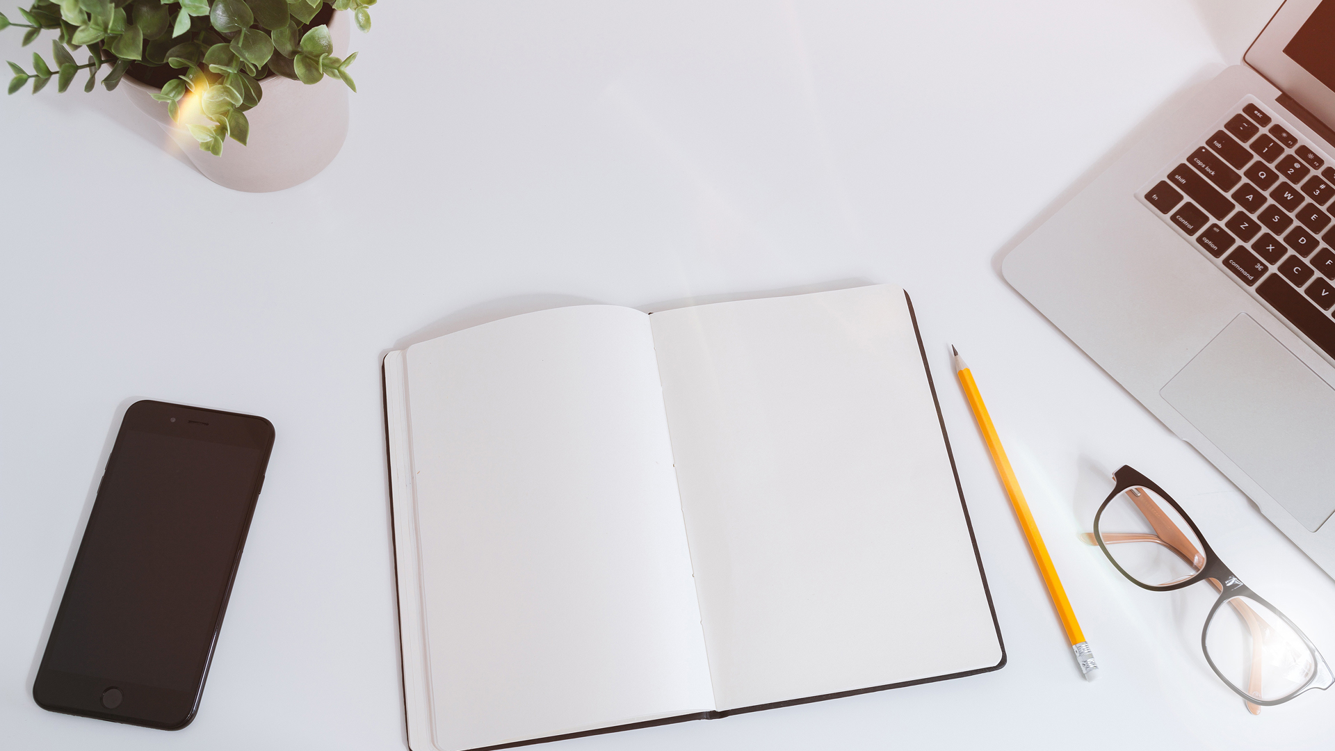small rubber plant against a white background